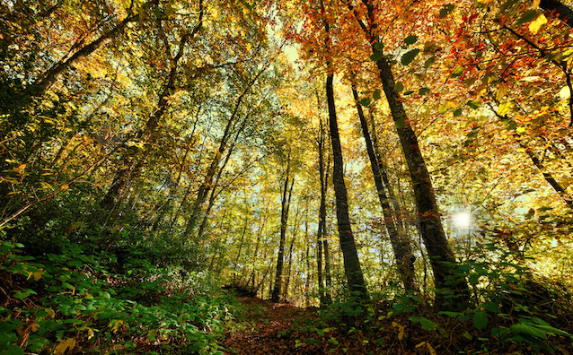 Investir dans les groupements forestiers